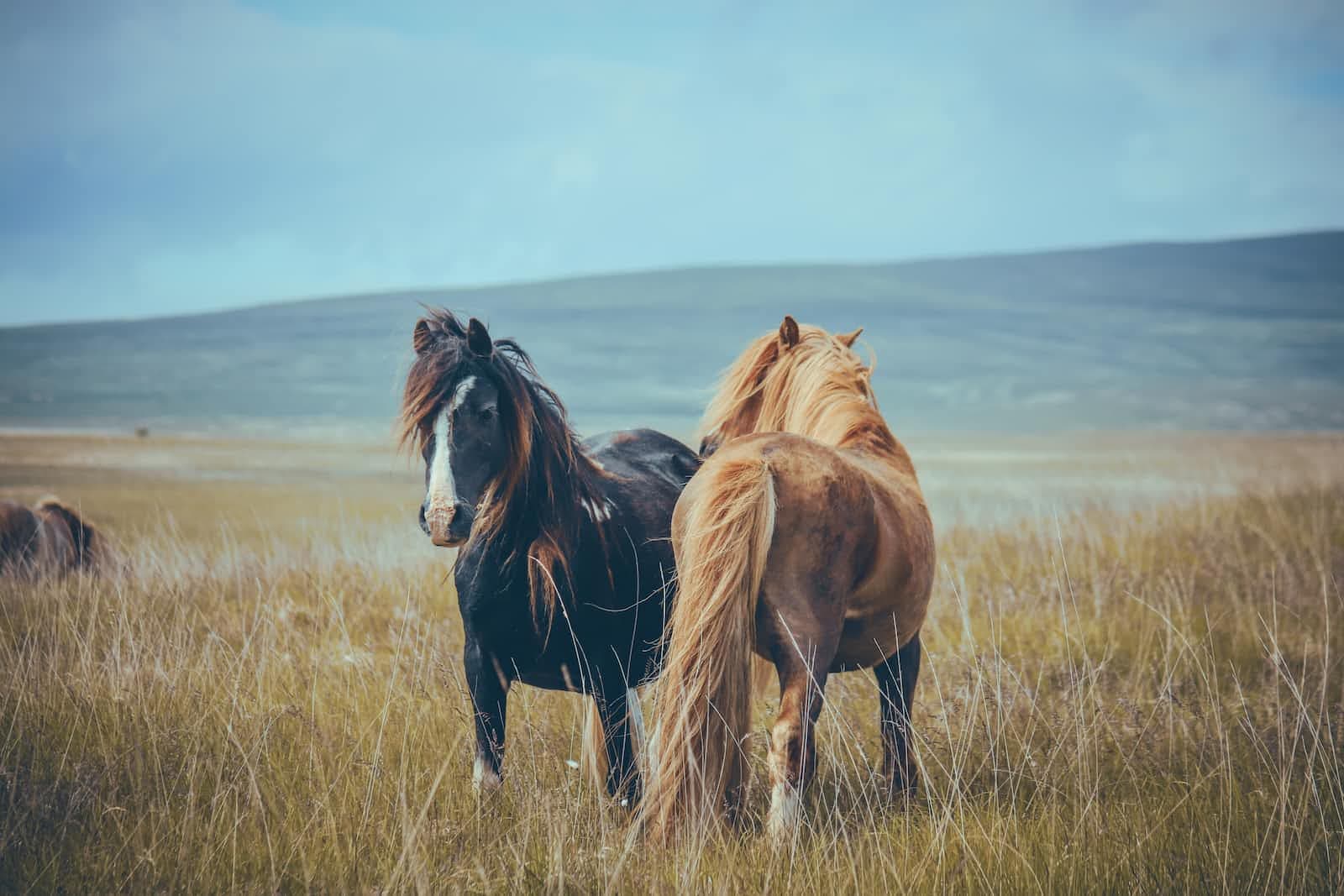 Tame the wild horse Windows