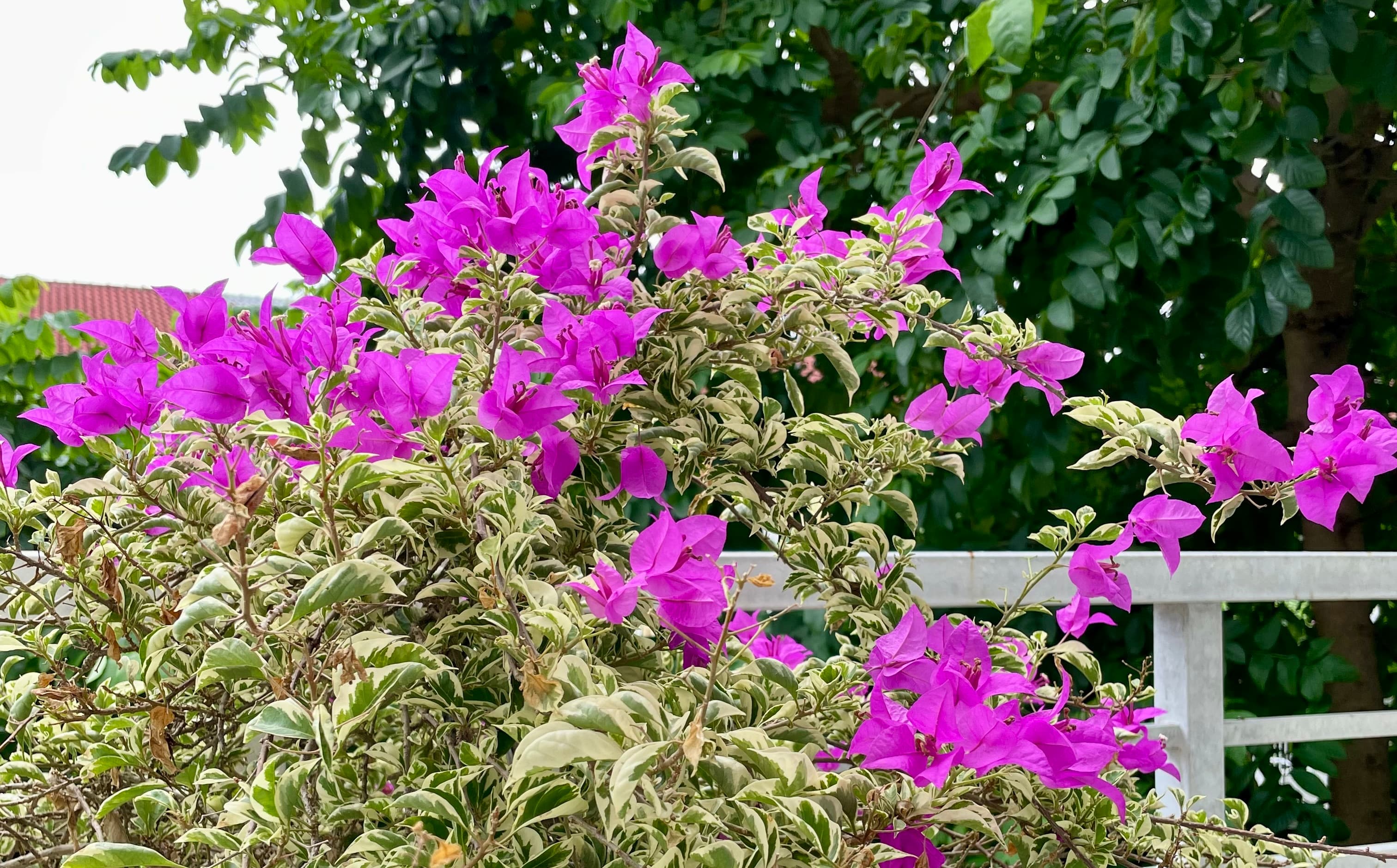 How I emerging AI into daily life (2023)